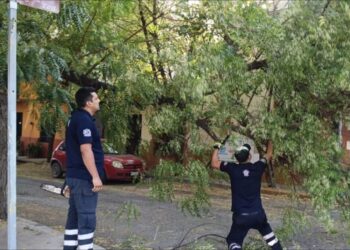 Retiran árbol caído que obstruía calle Zaragoza