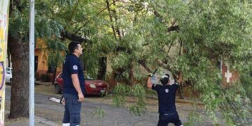 Retiran árbol caído que obstruía calle Zaragoza