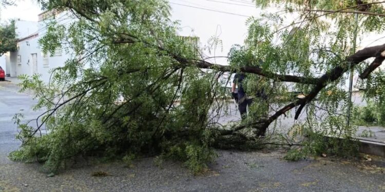 Retiran árbol caído que obstruía calle Zaragoza
