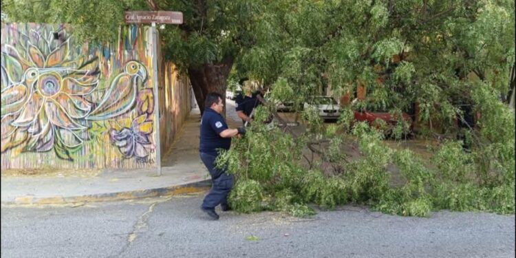 Retiran árbol caído que obstruía calle Zaragoza