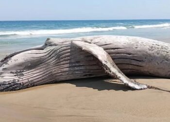 Ballena muerta aparece en playa de Guerrero