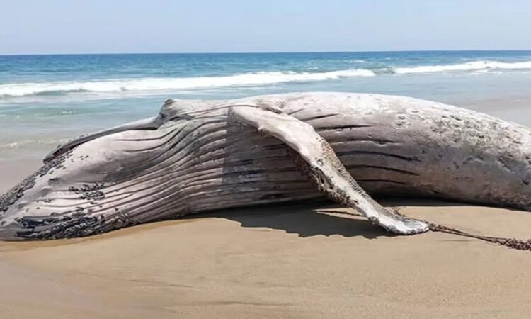 Ballena muerta aparece en playa de Guerrero