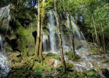 Buscan reforestar la Reserva de la Biosfera El Cielo
