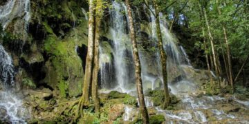 Buscan reforestar la Reserva de la Biosfera El Cielo