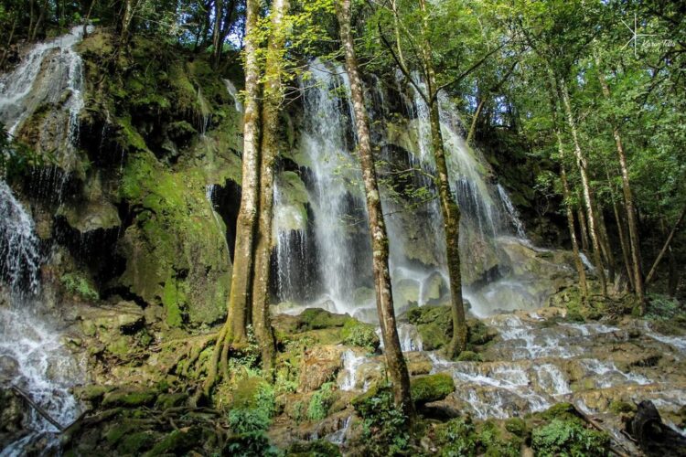 Buscan reforestar la Reserva de la Biosfera El Cielo