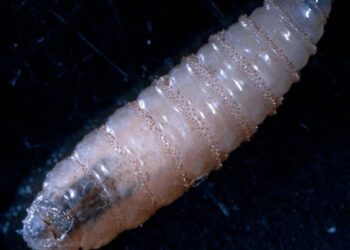 Detectan brote de gusano barrenador en Chiapas