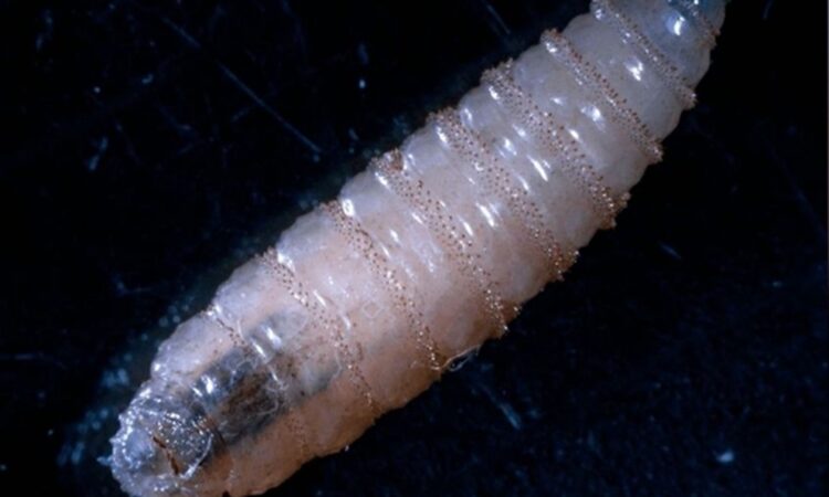 Detectan brote de gusano barrenador en Chiapas