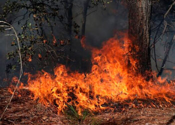 México registra 123 incendios forestales activos