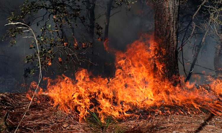 México registra 123 incendios forestales activos