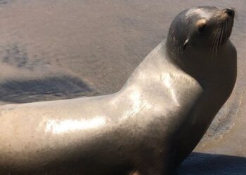 Lobos marinos varados en Baja California