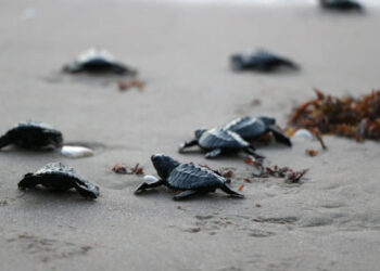 Tamaulipas celebra aumento en el arribo de tortugas lora en 2025