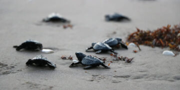 Tamaulipas celebra aumento en el arribo de tortugas lora en 2025