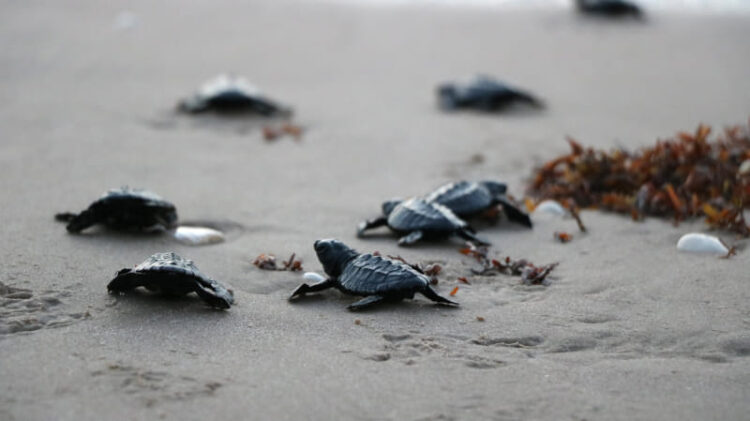 Tamaulipas celebra aumento en el arribo de tortugas lora en 2025