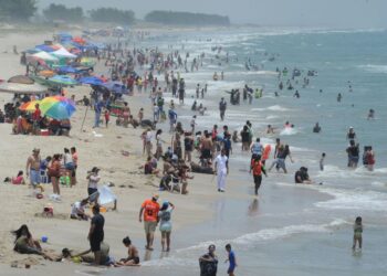 Tortugas Lora llegan a Tamaulipas: Piden Protegerlas