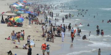 Tortugas Lora llegan a Tamaulipas: Piden Protegerlas