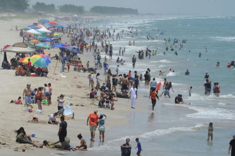 Tortugas Lora llegan a Tamaulipas: Piden Protegerlas