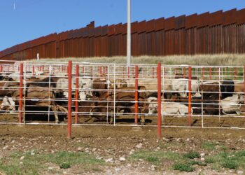 Gobierno de México avanza en la erradicación de tuberculosis bovina, brucelosis y garrapata Boophilus spp
