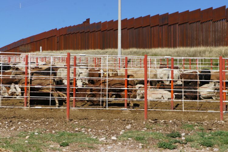 Gobierno de México avanza en la erradicación de tuberculosis bovina, brucelosis y garrapata Boophilus spp