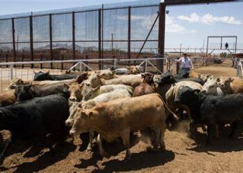 EU cerró hoy su frontera a importación de ganado mexicano por avance del gusano barrenador