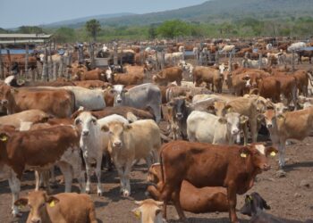 Amplía Tamaulipas medidas sanitarias para evitar entrada del gusano barrenador del ganado