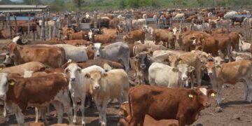 Amplía Tamaulipas medidas sanitarias para evitar entrada del gusano barrenador del ganado