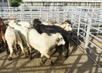 Gusano barrenador del ganado (miasis): qué es, síntomas de alerta y tratamientos