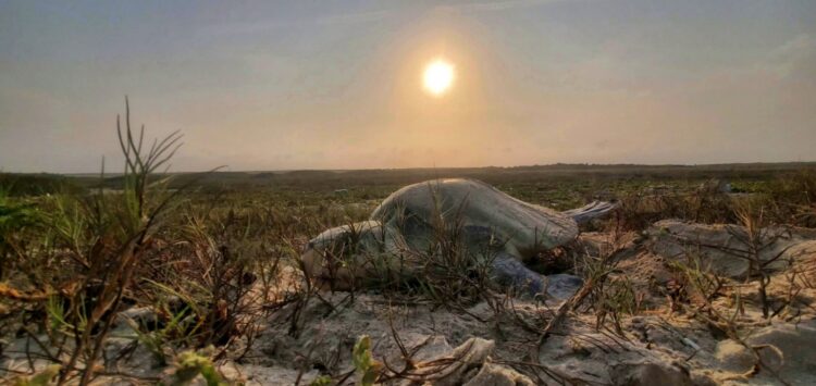 Incrementa Tamaulipas resguardo de huevos de tortuga lora en un 20%