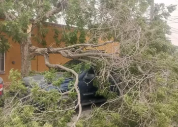 Vientos derriban árboles, bardas y techos en Ciudad Juárez, Chihuahua