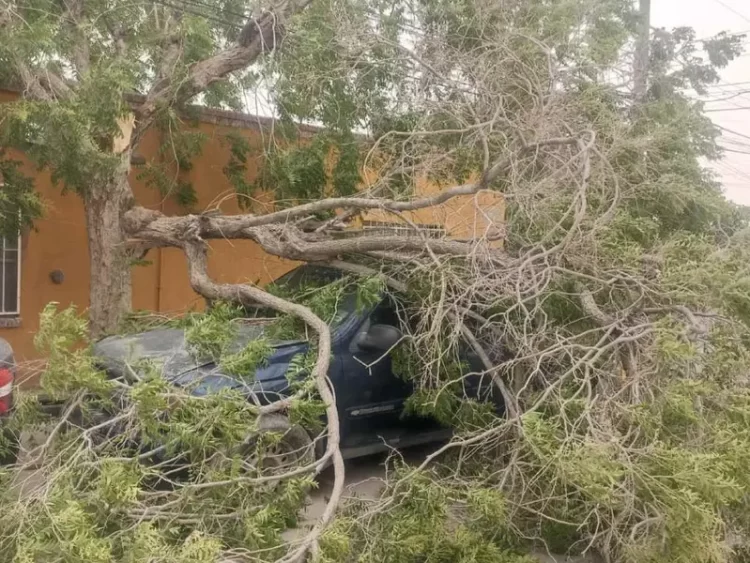 Vientos derriban árboles, bardas y techos en Ciudad Juárez, Chihuahua