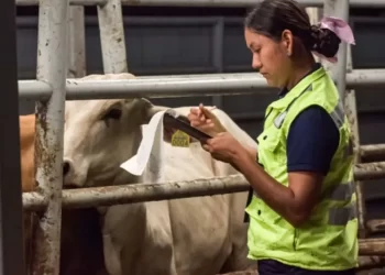 SENASICA invierte 120 millones de pesos en combate del gusano barrenador del ganado