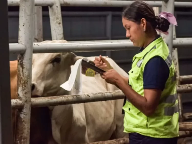 SENASICA invierte 120 millones de pesos en combate del gusano barrenador del ganado