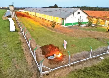 México frena importación avícola desde Brasil por brote de gripe aviar