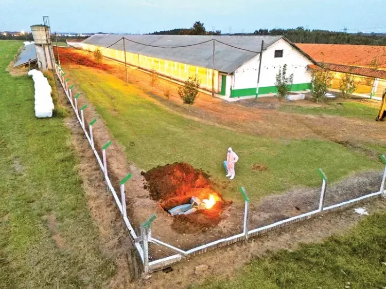 México frena importación avícola desde Brasil por brote de gripe aviar