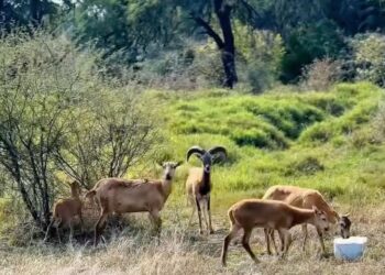 Logra la UAT el nacimiento de dos crías de borrego muflón europeo