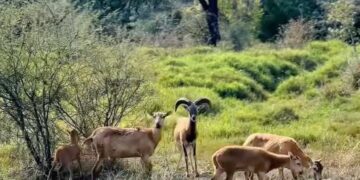 Logra la UAT el nacimiento de dos crías de borrego muflón europeo