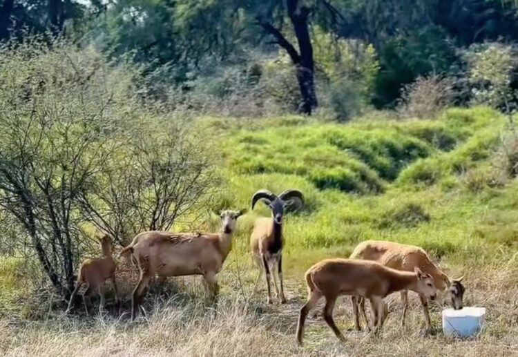 Logra la UAT el nacimiento de dos crías de borrego muflón europeo