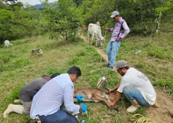 Confirman el cuarto caso humano de gusano barrenador del ganado en Chiapas