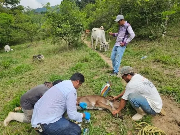 Confirman el cuarto caso humano de gusano barrenador del ganado en Chiapas