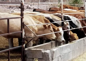 Mantendrá EU cierre de frontera a ganado de México por 30 días más