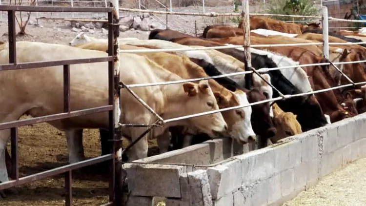 Mantendrá EU cierre de frontera a ganado de México por 30 días más