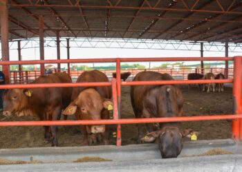   Pide la UGRT que el programa de mejoramiento genético sea permanente en Tamaulipas    