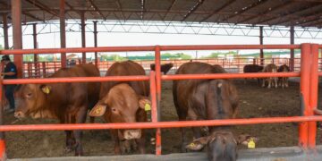   Pide la UGRT que el programa de mejoramiento genético sea permanente en Tamaulipas    