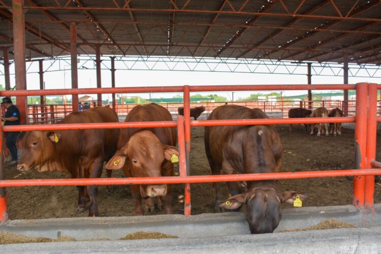   Pide la UGRT que el programa de mejoramiento genético sea permanente en Tamaulipas    