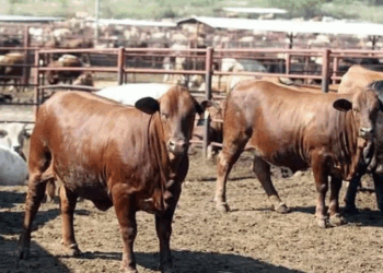 Importa México ganado desde Australia