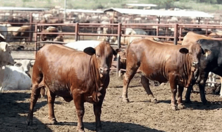 Importa México ganado desde Australia