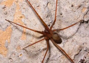 Alerta por picaduras en México: así puedes identificar una araña violinista