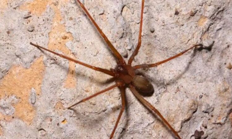 Alerta por picaduras en México: así puedes identificar una araña violinista