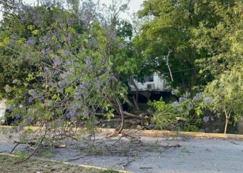 Árbol se desploma sobre bulevar Guadalupe Victoria