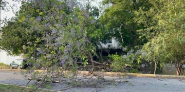 Árbol se desploma sobre bulevar Guadalupe Victoria