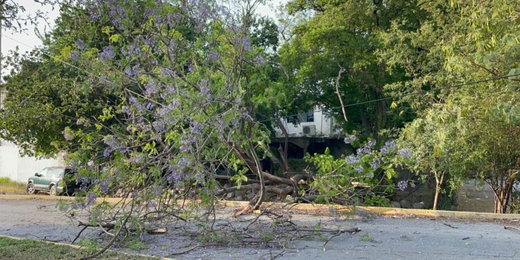 Árbol se desploma sobre bulevar Guadalupe Victoria